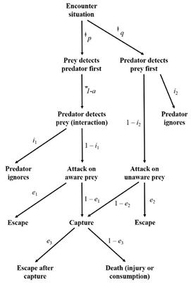 The Integral Nature of Encounter Rate in Predicting Livestock Depredation Risk